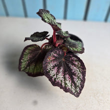 Load image into Gallery viewer, #H64 Begonia Unknown