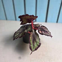 Load image into Gallery viewer, #H64 Begonia Unknown