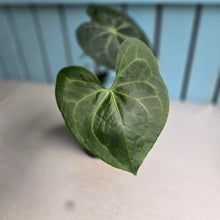 Load image into Gallery viewer, #40 Anthurium Clarinervium x