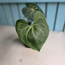Load image into Gallery viewer, #40 Anthurium Clarinervium x