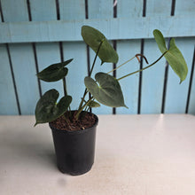 Load image into Gallery viewer, #40 Anthurium Clarinervium x