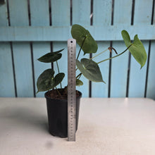 Load image into Gallery viewer, #40 Anthurium Clarinervium x