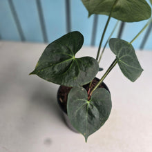 Load image into Gallery viewer, #40 Anthurium Clarinervium x