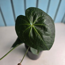 Load image into Gallery viewer, #40 Anthurium Clarinervium x