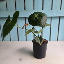 Load image into Gallery viewer, #40 Anthurium Clarinervium x