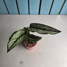 Load image into Gallery viewer, #W40 Calathea White Star
