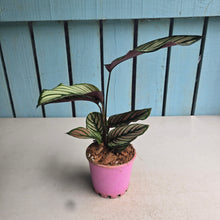 Load image into Gallery viewer, #W40 Calathea White Star
