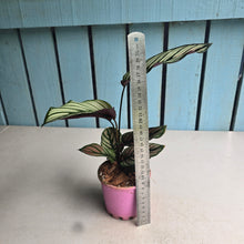 Load image into Gallery viewer, #W40 Calathea White Star