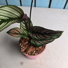 Load image into Gallery viewer, #W40 Calathea White Star