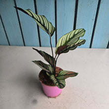 Load image into Gallery viewer, #W40 Calathea White Star