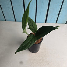 Load image into Gallery viewer, #W32 Monstera Xanthospatha