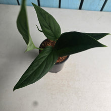 Load image into Gallery viewer, #W32 Monstera Xanthospatha