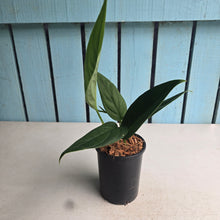 Load image into Gallery viewer, #W32 Monstera Xanthospatha