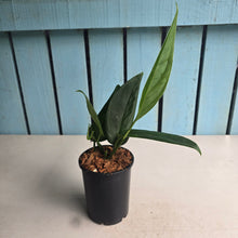 Load image into Gallery viewer, #W32 Monstera Xanthospatha