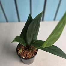 Load image into Gallery viewer, #W32 Monstera Xanthospatha