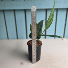 Load image into Gallery viewer, #W32 Monstera Xanthospatha