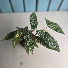 Load image into Gallery viewer, #W71 Begonia White Ice