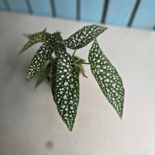 Load image into Gallery viewer, #W71 Begonia White Ice