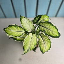 Load image into Gallery viewer, #W49 Dieffenbachia Cool Beauty