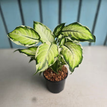 Load image into Gallery viewer, #W49 Dieffenbachia Cool Beauty