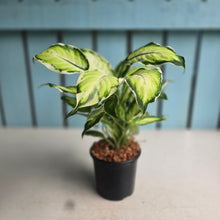Load image into Gallery viewer, #W49 Dieffenbachia Cool Beauty