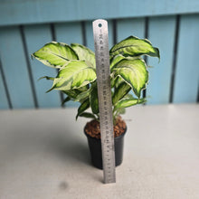 Load image into Gallery viewer, #W49 Dieffenbachia Cool Beauty