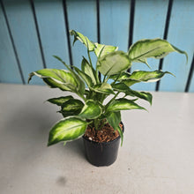 Load image into Gallery viewer, #W49 Dieffenbachia Cool Beauty