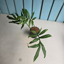 Load image into Gallery viewer, #W48 Monstera Subpinnata