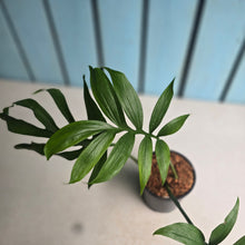 Load image into Gallery viewer, #W48 Monstera Subpinnata
