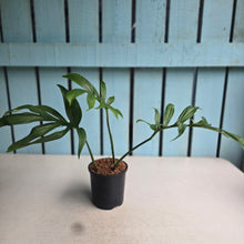 Load image into Gallery viewer, #W48 Monstera Subpinnata