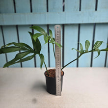 Load image into Gallery viewer, #W48 Monstera Subpinnata