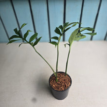 Load image into Gallery viewer, #W48 Monstera Subpinnata