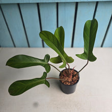 Load image into Gallery viewer, #W34 Philodendron Florida Bronze