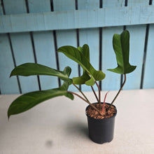 Load image into Gallery viewer, #W34 Philodendron Florida Bronze