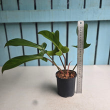 Load image into Gallery viewer, #W34 Philodendron Florida Bronze