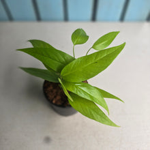 Load image into Gallery viewer, #W79 Epipremnum Pinnatum Neon Gold
