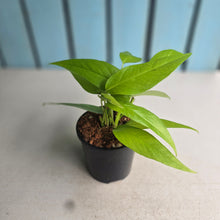 Load image into Gallery viewer, #W79 Epipremnum Pinnatum Neon Gold