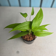 Load image into Gallery viewer, #W79 Epipremnum Pinnatum Neon Gold
