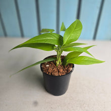 Load image into Gallery viewer, #W79 Epipremnum Pinnatum Neon Gold