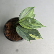Load image into Gallery viewer, #W70 Variegated Philodendron Hastatum Silver Sword