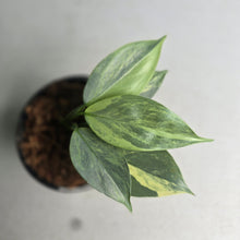 Load image into Gallery viewer, #W70 Variegated Philodendron Hastatum Silver Sword
