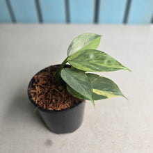 Load image into Gallery viewer, #W70 Variegated Philodendron Hastatum Silver Sword