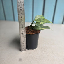 Load image into Gallery viewer, #W70 Variegated Philodendron Hastatum Silver Sword
