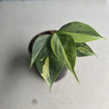 Load image into Gallery viewer, #W70 Variegated Philodendron Hastatum Silver Sword