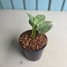 Load image into Gallery viewer, #W70 Variegated Philodendron Hastatum Silver Sword