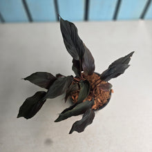 Load image into Gallery viewer, #W33 Homalomena Black Velvet