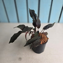 Load image into Gallery viewer, #W33 Homalomena Black Velvet