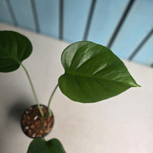 Load image into Gallery viewer, #W42 Monstera Sierrana