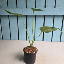 Load image into Gallery viewer, #W42 Monstera Sierrana
