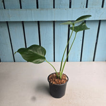 Load image into Gallery viewer, #W42 Monstera Sierrana